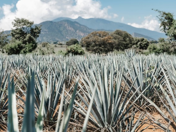 agave plants in field with green mountains in background